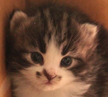 ノルウェージャンフォレストキャット【茨城県・男の子・2015年7月18日・ブラウンタビー&ホワイト】の写真「手袋・ソックス♪」