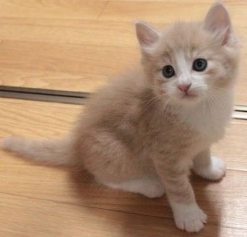 ノルウェージャンフォレストキャット【茨城県・男の子・2018年5月9日・クリームマッカレルタビー&ホワイト】の写真「淡いクリームの男の子♪」
