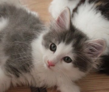 ノルウェージャンフォレストキャット【茨城県・男の子・2012年6月17日・ブルーマッカレルタビー&ホワイト】の写真「」