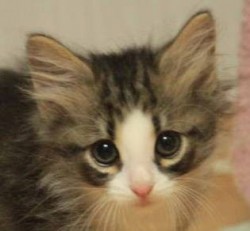 ノルウェージャンフォレストキャット【茨城県・男の子・2012年5月14日・ブラウンマッカレルタビー&ホワイト】の写真「」