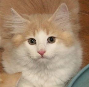 ノルウェージャンフォレストキャット【茨城県・男の子・2016年10月8日・クリームマッカレルタビー&ホワイト】の写真「」