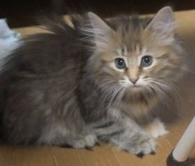 ノルウェージャンフォレストキャット【茨城県・女の子・2018年12月8日・ブラウンパッチドマッカレルタビー(二毛)】の写真「体の大きな綺麗なお顔の女の子♪」