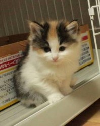 ノルウェージャンフォレストキャット【茨城県・女の子・2013年3月8日・ブラウンパッチドマッカレルタビー&ホワイト】の写真「」