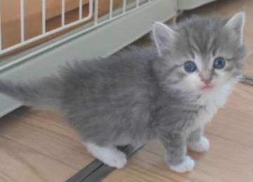 ノルウェージャンフォレストキャット【茨城県・男の子・2018年12月25日・ブルーマッカレルタビー&ホワイト】の写真「NEW♪」