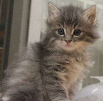 ノルウェージャンフォレストキャット【茨城県・男の子・2016年11月16日・ブルーマッカレルタビー】の写真「」