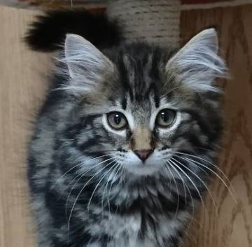 ノルウェージャンフォレストキャット【茨城県・女の子・2017年5月5日・ブラウンタビー】の写真「とても穏やかな優しい子です♪」