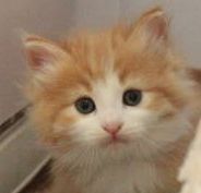 ノルウェージャンフォレストキャット【茨城県・女の子・2017年4月20日・レッドマッカレルタビー&ホワイト】の写真「可愛い」