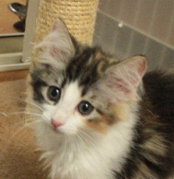 ノルウェージャンフォレストキャット【茨城県・女の子・2013年7月18日・キャリコ】の写真「」