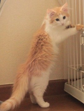 ノルウェージャンフォレストキャット【茨城県・女の子・2013年3月12日・レッドマッカレルタビー&ホワイト】の写真「」