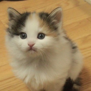 ノルウェージャンフォレストキャット【茨城県・女の子・2014年2月3日・キャリコ】の写真「」