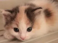 ノルウェージャンフォレストキャット【茨城県・女の子・2015年7月25日・ブルーパッチドタビー&ホワイト】の写真2