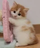 ノルウェージャンフォレストキャット【茨城県・女の子・2015年4月29日・レッドタビー&ホワイト】の写真2