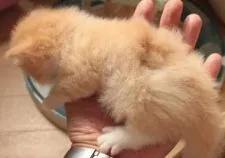 ノルウェージャンフォレストキャット【茨城県・女の子・2017年6月29日・レッドマッカレルタビー&ホワイト】の写真4