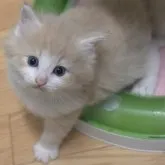 ノルウェージャンフォレストキャット【茨城県・男の子・2023年6月27日・クリームマッカレルタビー&ホワイト】の写真4「7/31撮影分」