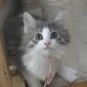 ノルウェージャンフォレストキャット【茨城県・女の子・2025年7月9日・ブルーマッカレルタビー&ホワイト】の写真5