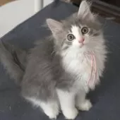 ノルウェージャンフォレストキャット【茨城県・女の子・2025年7月9日・ブルーマッカレルタビー&ホワイト】の写真4