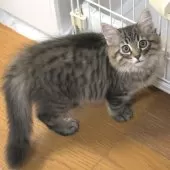ノルウェージャンフォレストキャット【茨城県・男の子・2025年7月1日・ブラウンマッカレルタビー】の写真2