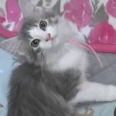 ノルウェージャンフォレストキャット【茨城県・女の子・2025年7月9日・ブルーマッカレルタビー&ホワイト】の写真14