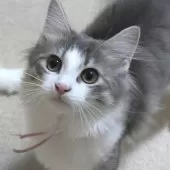 ノルウェージャンフォレストキャット【茨城県・女の子・2025年7月9日・ブルーマッカレルタビー&ホワイト】の写真2