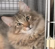 ノルウェージャンフォレストキャット【茨城県・男の子・2025年4月9日・ブラウンタビ-】の写真3