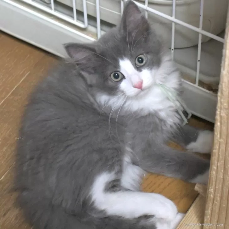 ノルウェージャンフォレストキャット【茨城県・男の子・2025年8月6日・ブルー&amp;ホワイト】の写真1