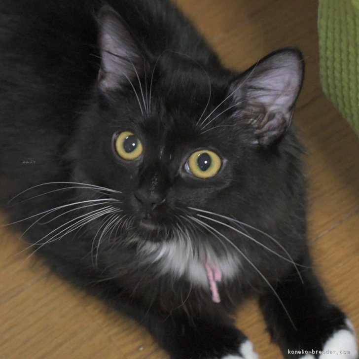 ブリーダー画像