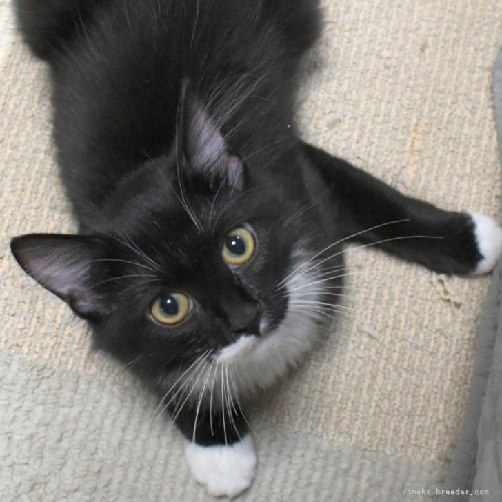 ブリーダー画像