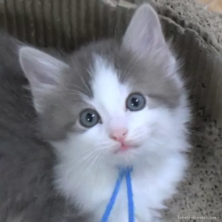 M.O 様のお迎えした子猫