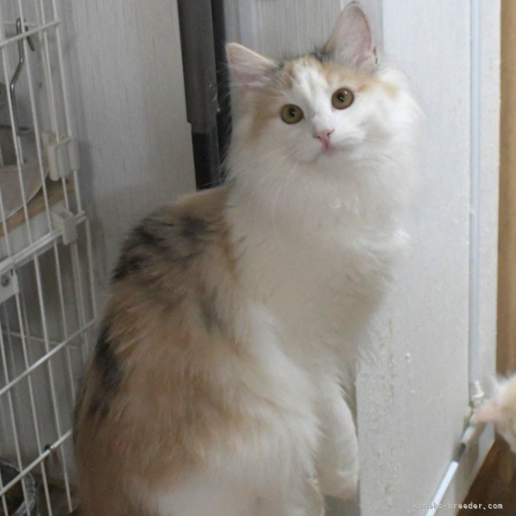 ブリーダー画像