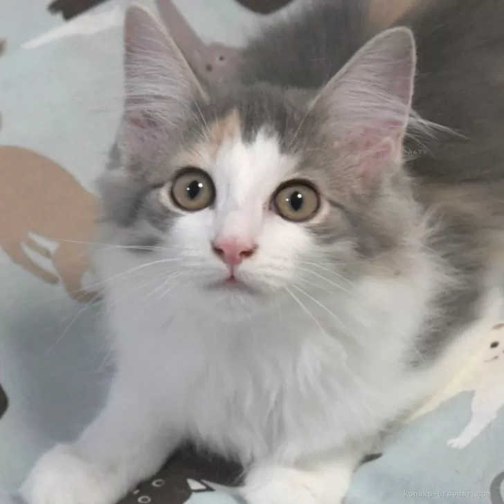 ノルウェージャンフォレストキャット【茨城県・女の子・2025年7月9日・ブルーパッチドタビー&amp;ホワイト】の写真1