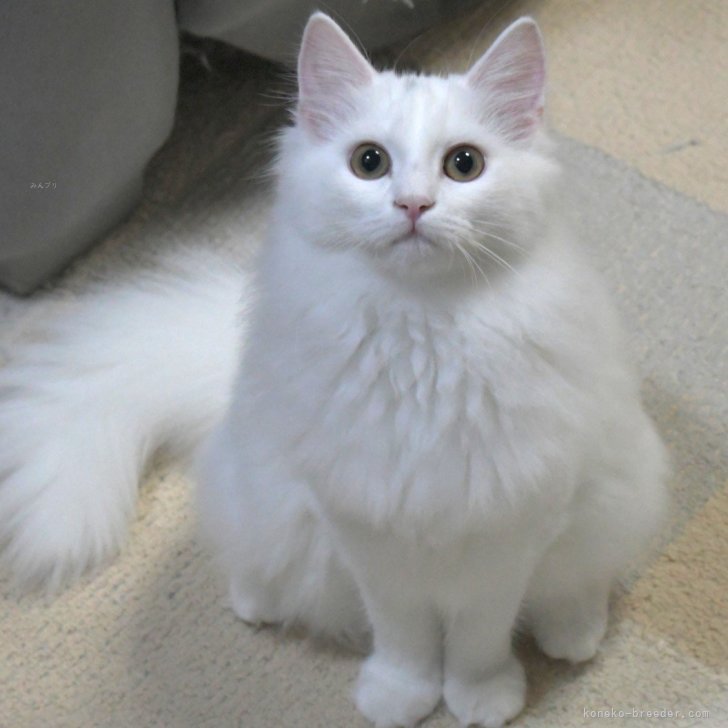 ブリーダー画像