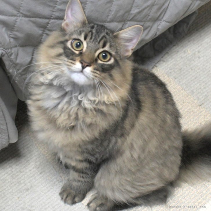 ブリーダー画像