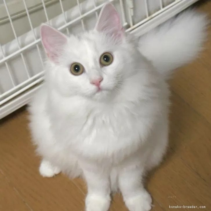 ノルウェージャンフォレストキャット【茨城県・女の子・2025年7月1日・ホワイト】の写真1「お耳聞こえています♥」