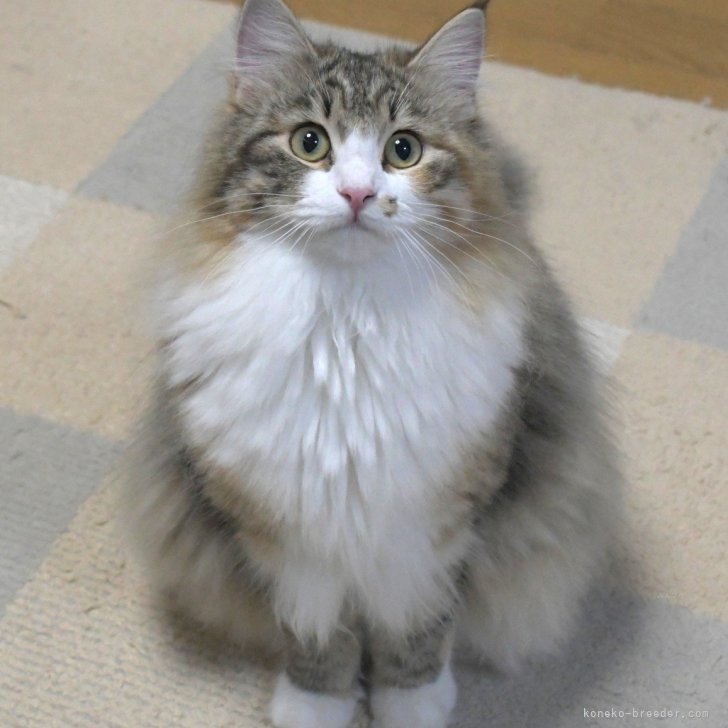 ブリーダー画像