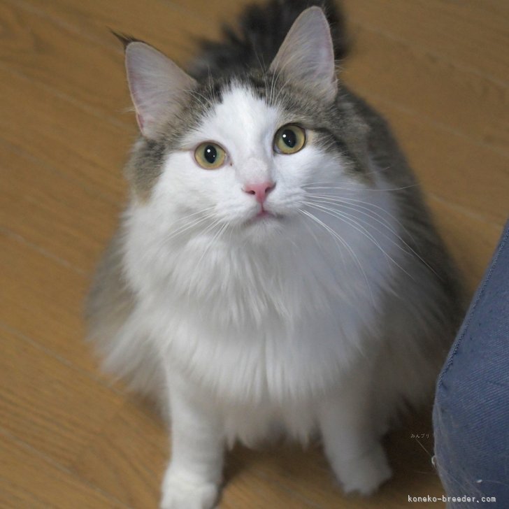 ブリーダー画像