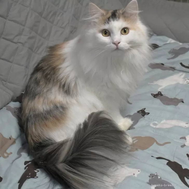 T.S 様のお迎えした子猫