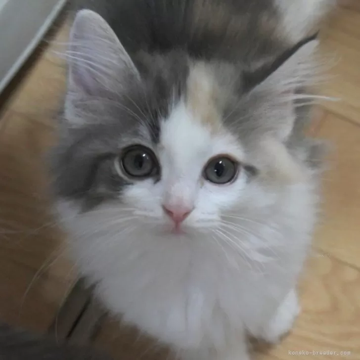 Y.G 様のお迎えした子猫