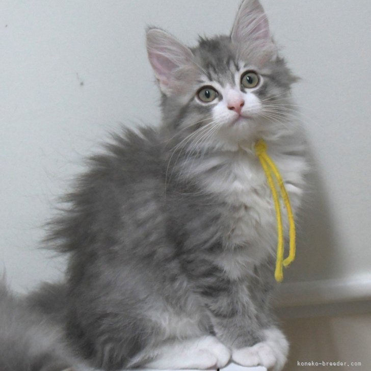 ブリーダー画像