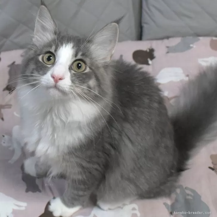 ID：2412-00177の子猫
