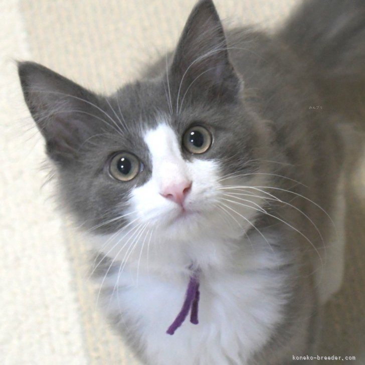 ブリーダー画像