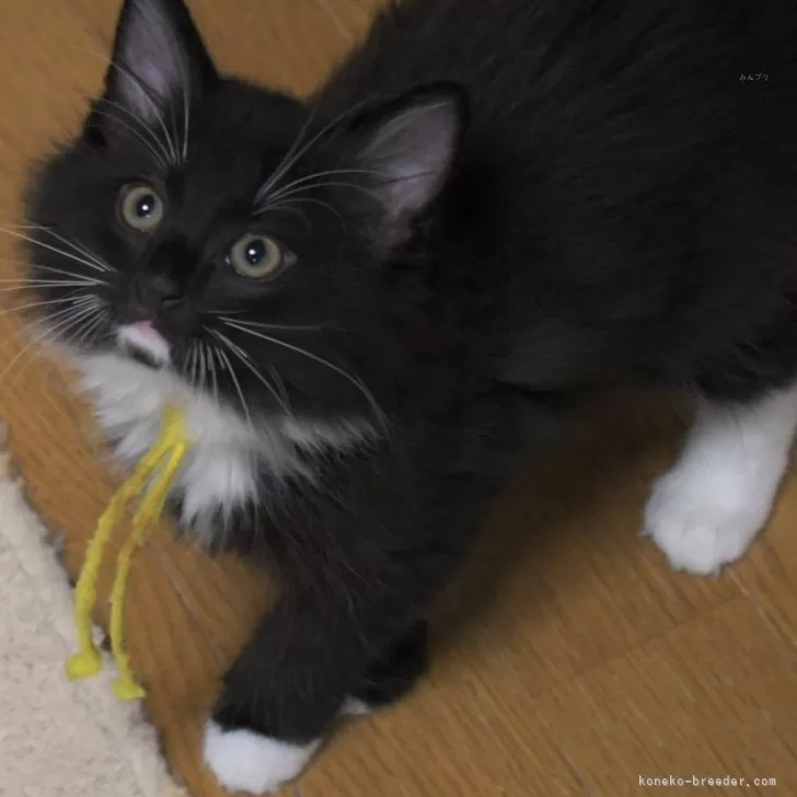 K.H 様のお迎えした子猫
