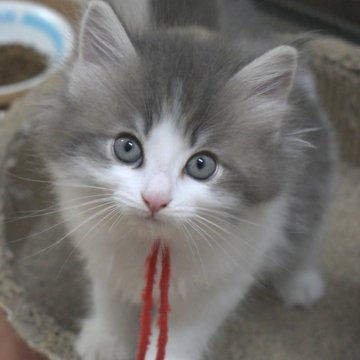 ノルウェージャンフォレストキャット【茨城県・女の子・2025年9月2日・ブルーマッカレルタビー&ホワイト】の写真「NEW♪」