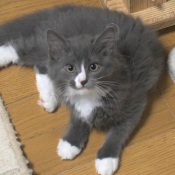 ノルウェージャンフォレストキャット【茨城県・女の子・2025年6月27日・ブルー&ホワイト】の写真「グイグイ来る人なつっこさ♥」