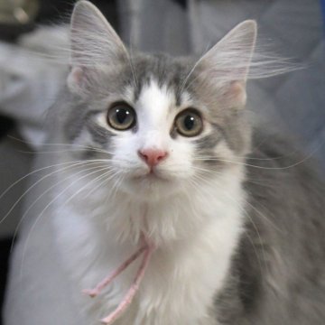 ノルウェージャンフォレストキャット【茨城県・女の子・2025年7月9日・ブルーマッカレルタビー&ホワイト】の写真「すばしっこくって可愛らしいお顔♥」