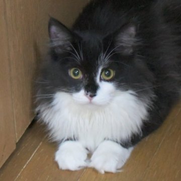 ノルウェージャンフォレストキャット【茨城県・女の子・2025年7月18日・ブラックスモーク&ホワイト】の写真「人見知りですが懐くと可愛い女の子♪」
