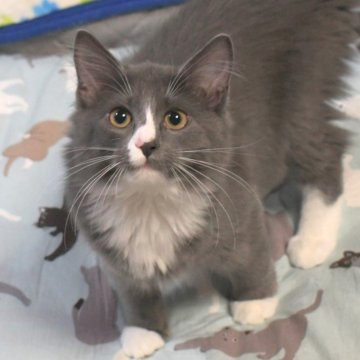 ノルウェージャンフォレストキャット【茨城県・女の子・2025年6月27日・ブルー&ホワイト】の写真「性格良しの可愛い子♪」
