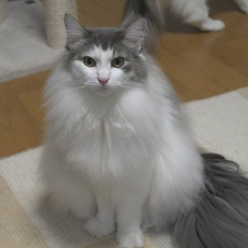 ノルウェージャンフォレストキャット【茨城県・男の子・2024年5月24日・ブルーマッカレルタビー&ホワイト】の写真「愛情たっぷりで健康な子猫です♥稀に見る良い子です♥」