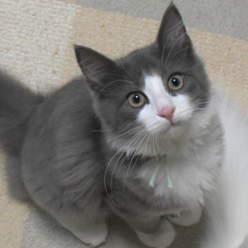 ノルウェージャンフォレストキャット【茨城県・男の子・2025年8月6日・ブルー&ホワイト】の写真「相性の良い子・ひとめぼれの子etcを探しに♪」