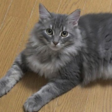 ノルウェージャンフォレストキャット【茨城県・男の子・2025年7月1日・ブルータビー】の写真「ガッチリ♪骨太♪甘ったれ♪」