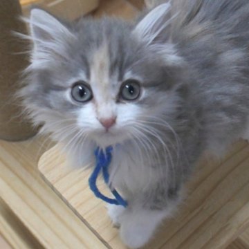 ノルウェージャンフォレストキャット【茨城県・女の子・2025年9月5日・ブルーパッチドタビー&ホワイト】の写真「NEW♪」